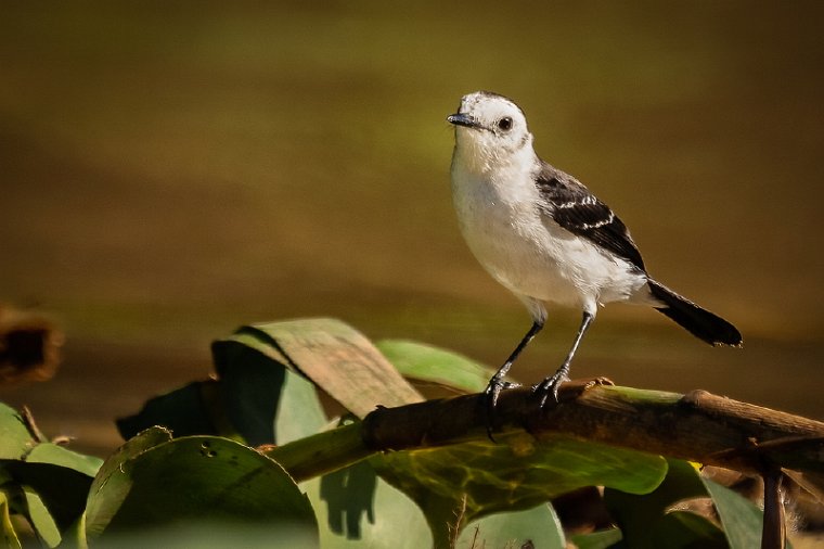 047 Noord Pantanal, zwartrugwatertiran.jpg